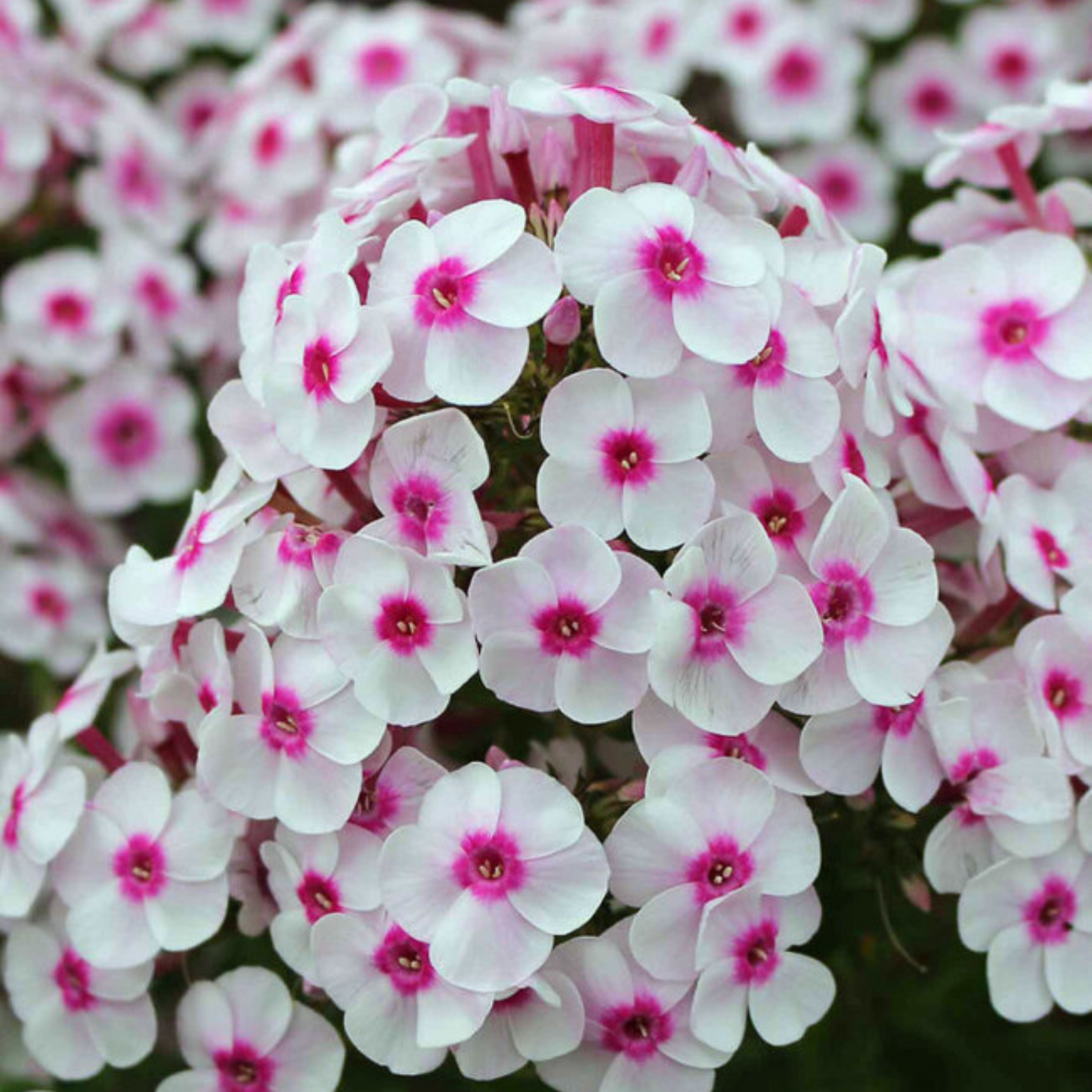 Phlox paniculata Cherry Cream