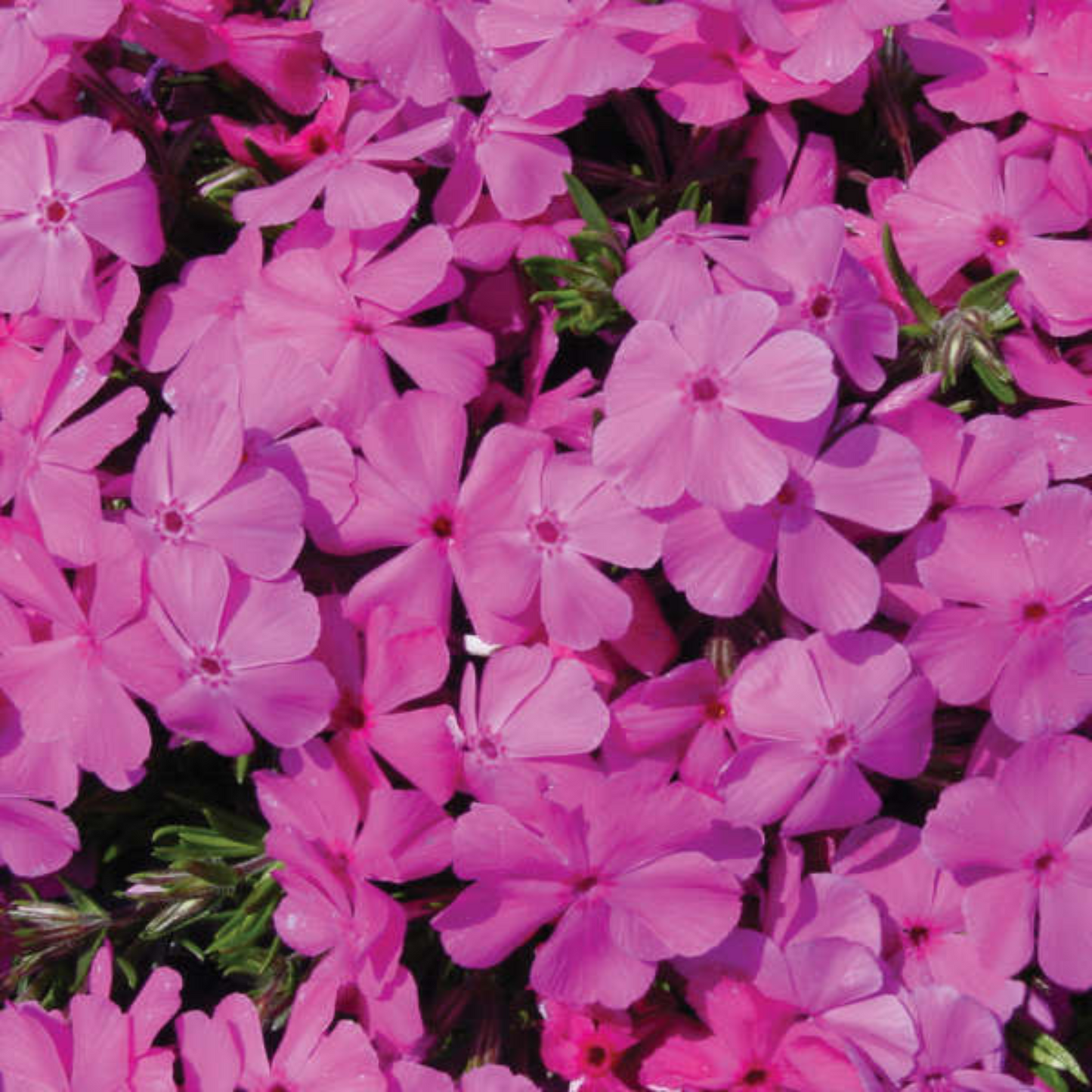 Phlox subulata Drummond's Pink