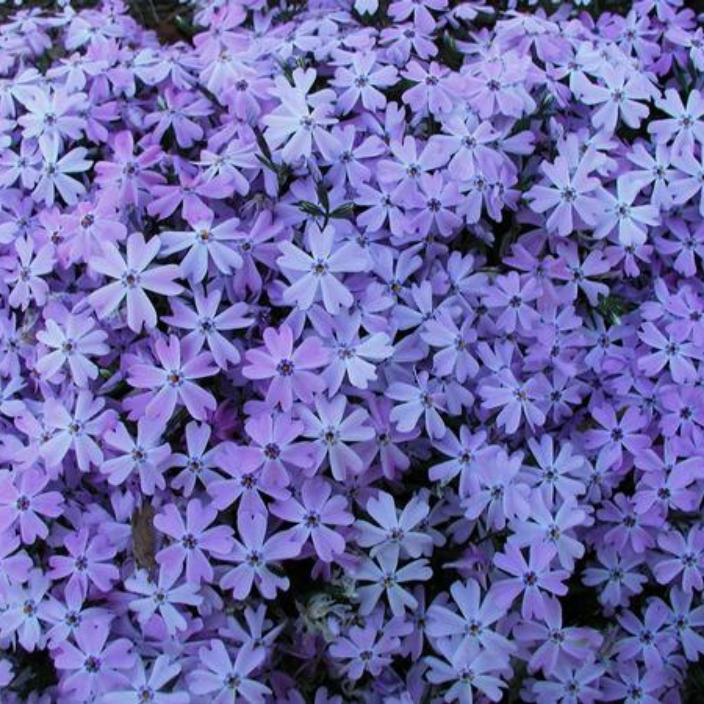 Phlox subulata Emerald Blue