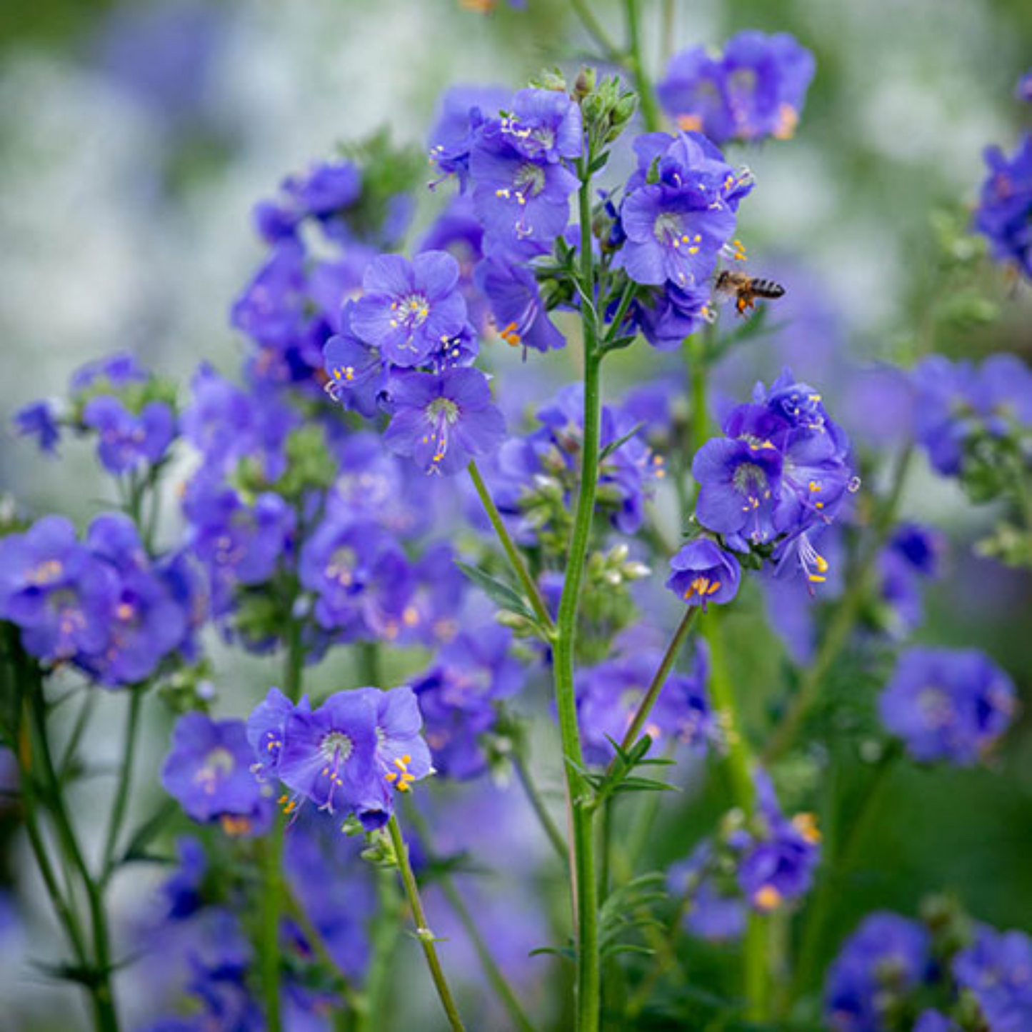 Polemonium caeruleum Blue Pearl