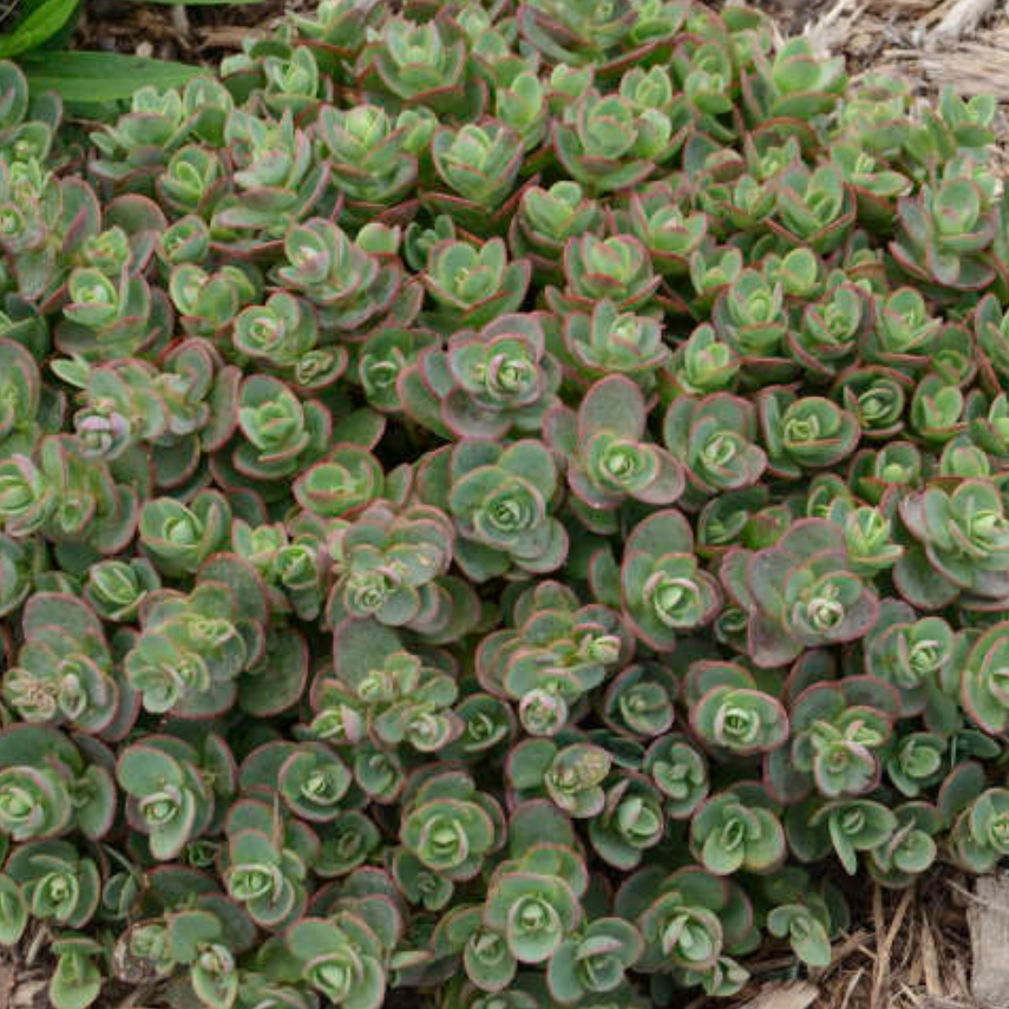 Sedum SunSparkler Lime Zinger