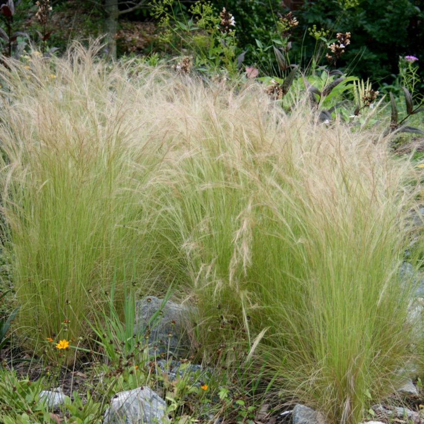 Pony Tails Grass