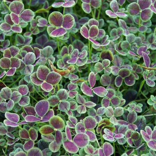 Trifolium repens purpurascens quadrifolium Lucky