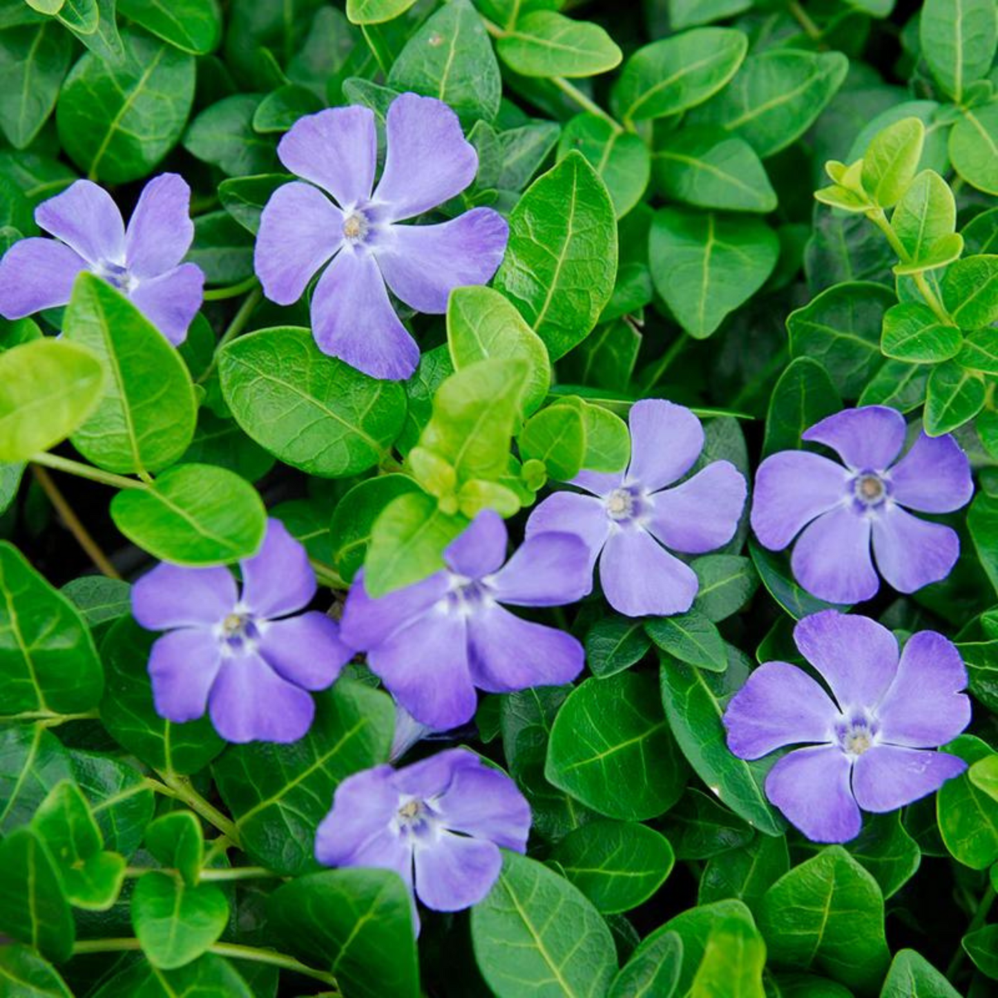 Vinca minor Bowles