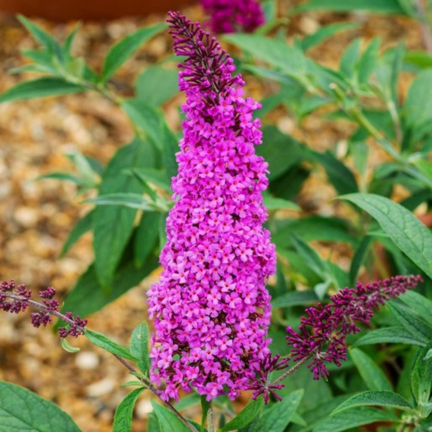 Buddleia davidii Buzz Purple