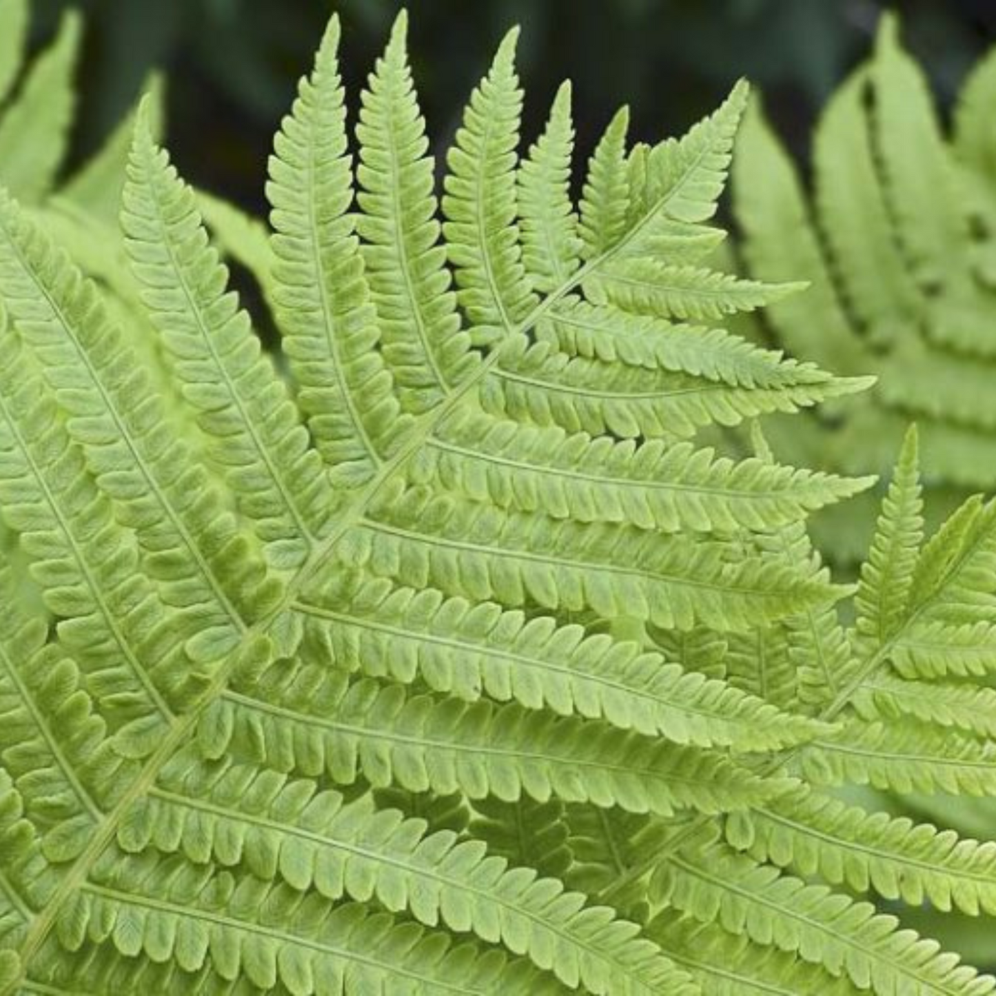 Lady Fern