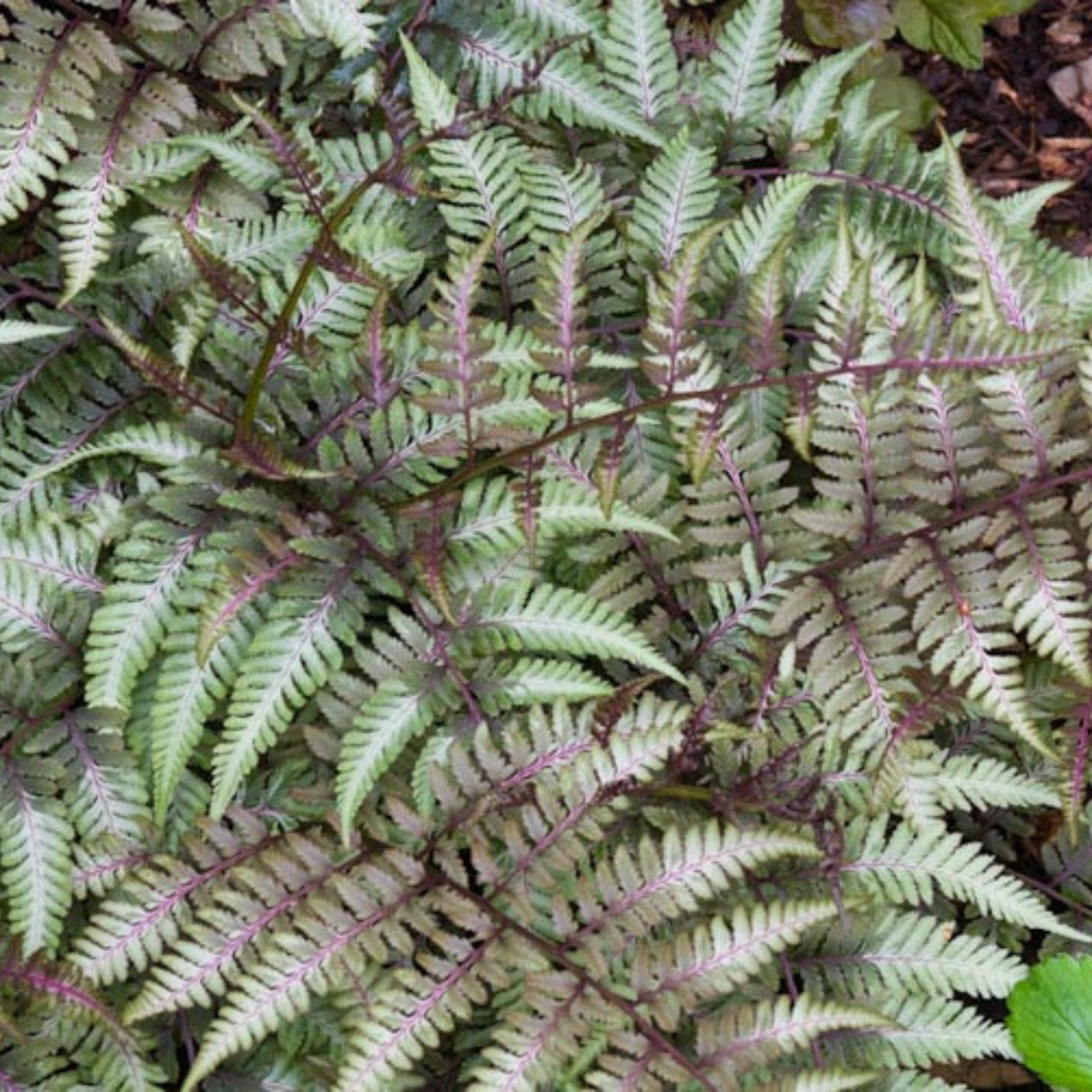 Japanese Painted Lady Fern