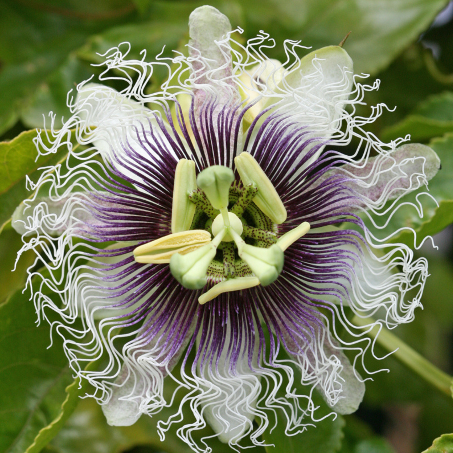 Passiflora 'Frederick'