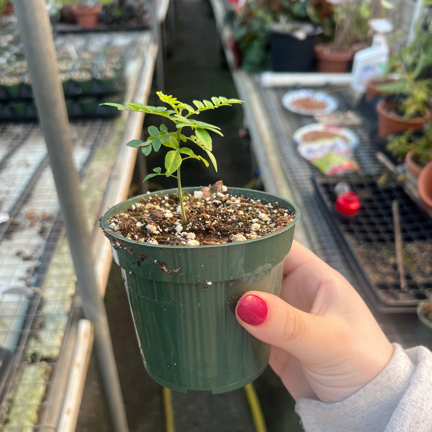 Curry Leaf Plant