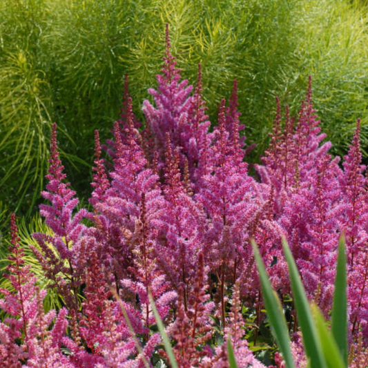 Astilbe chinensis 'Maggie Daley'