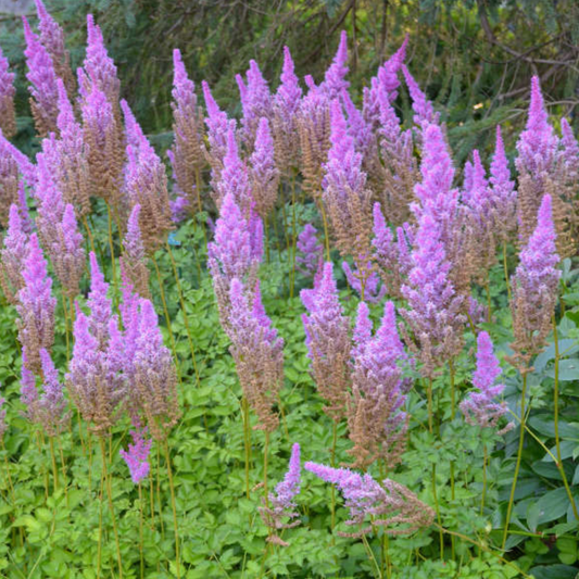 Astilbe chinensis 'Purple Candles'