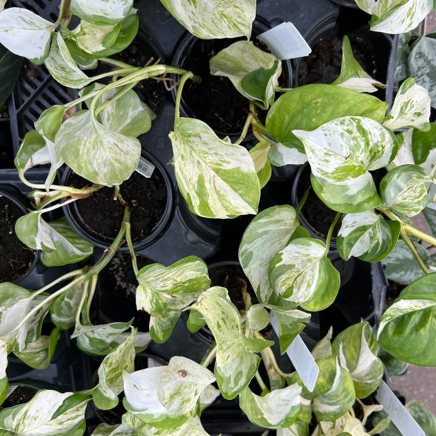 Pothos Manjula