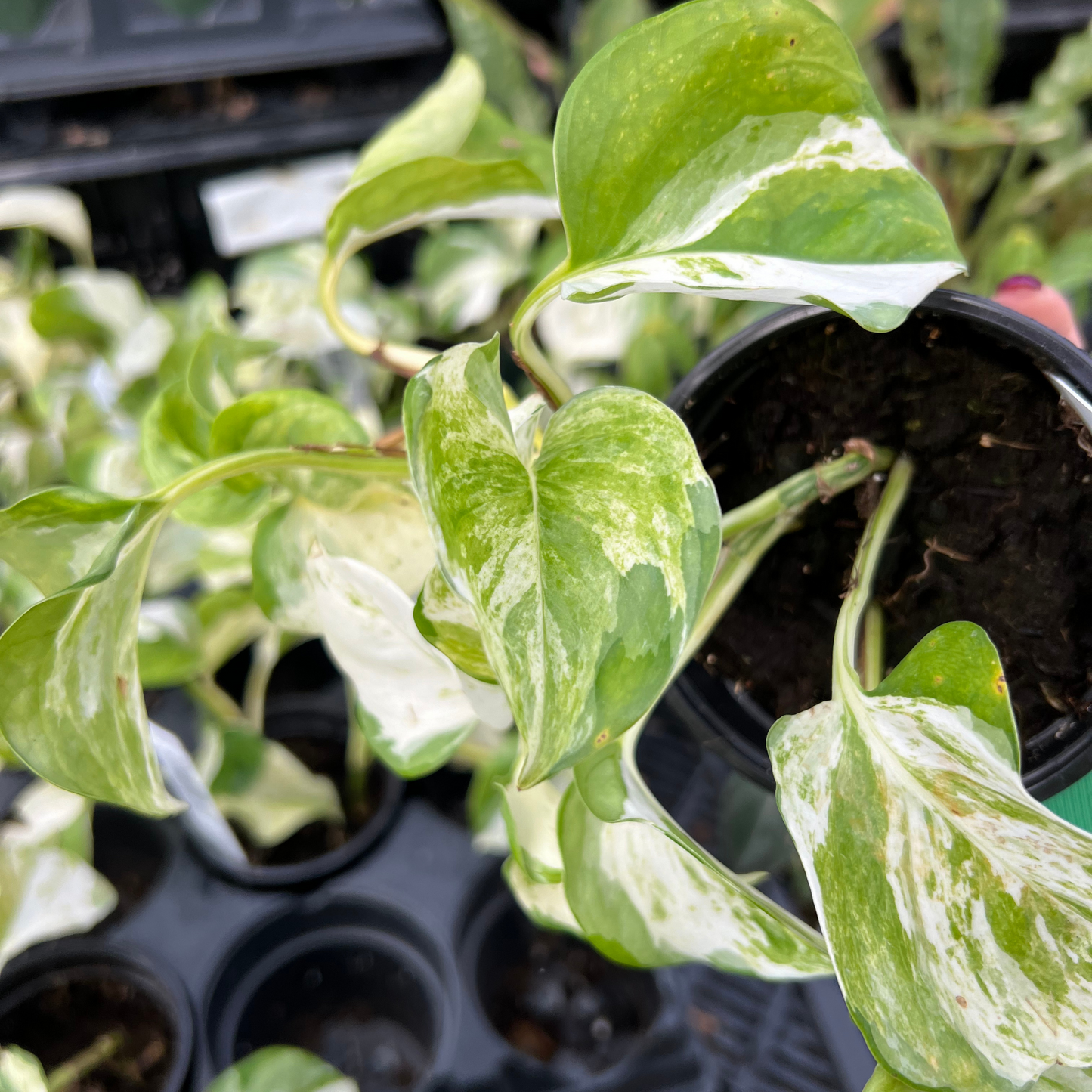 Pothos Manjula