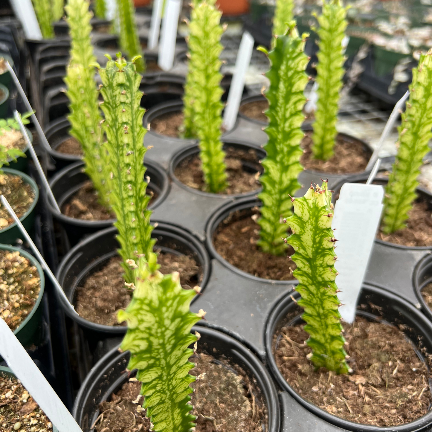 Euphorbia Trigona 'Variegated'