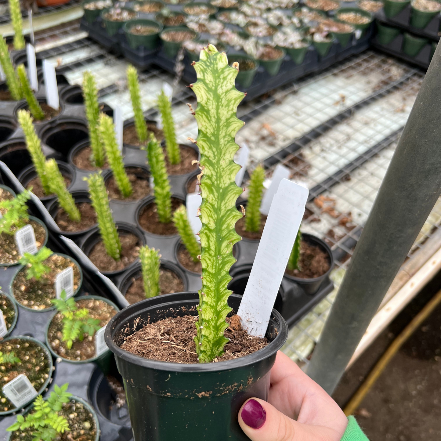 Euphorbia Trigona 'Variegated'