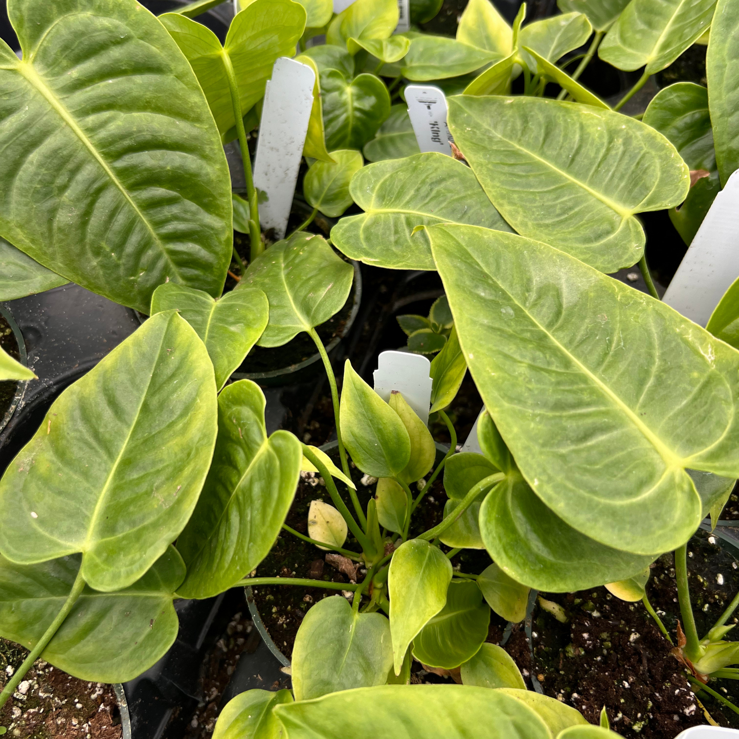 Anthurium Veitchii King