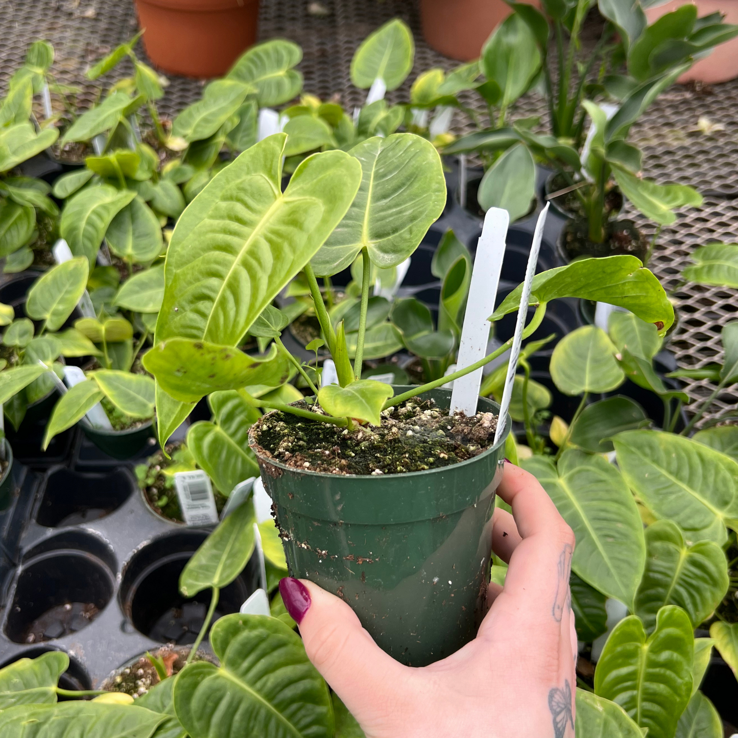 Anthurium Veitchii King