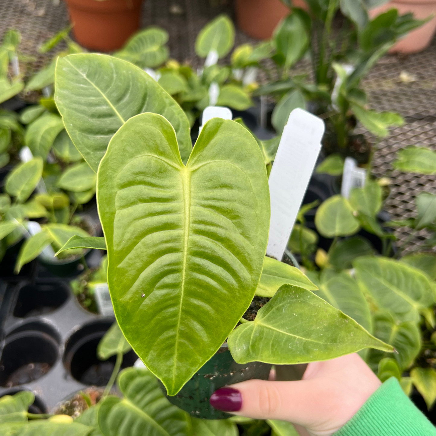 Anthurium Veitchii King