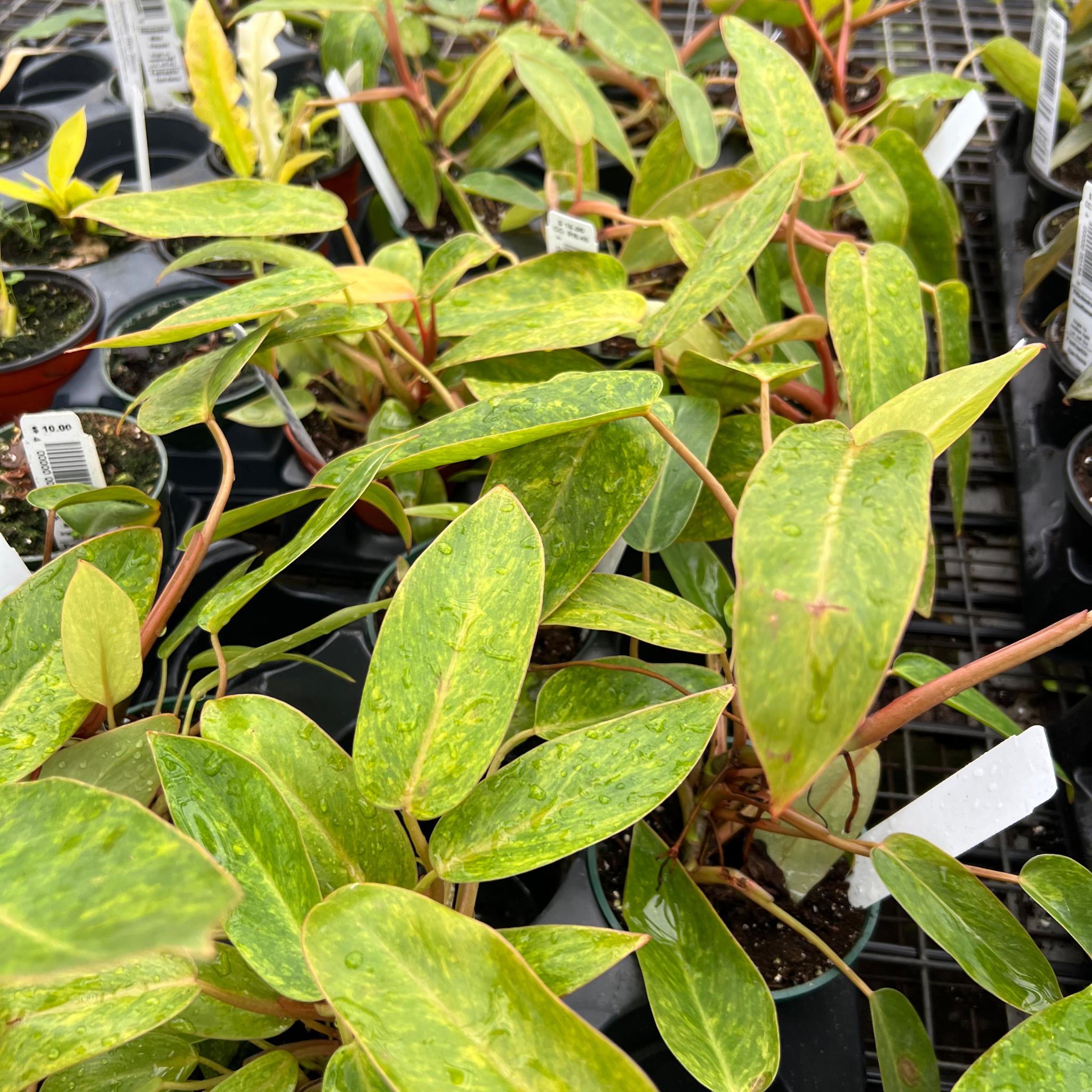 painted philodendron Philodendron Painted Lady – Fantastic Gardens