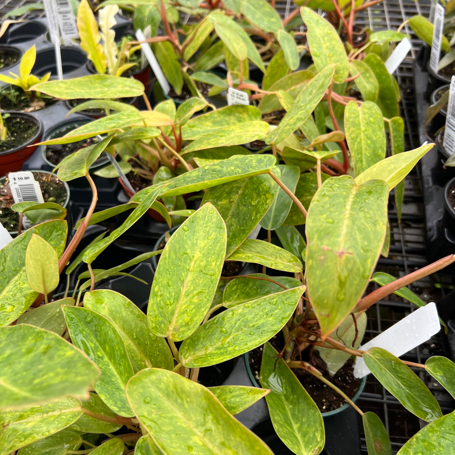 Philodendron Painted Lady