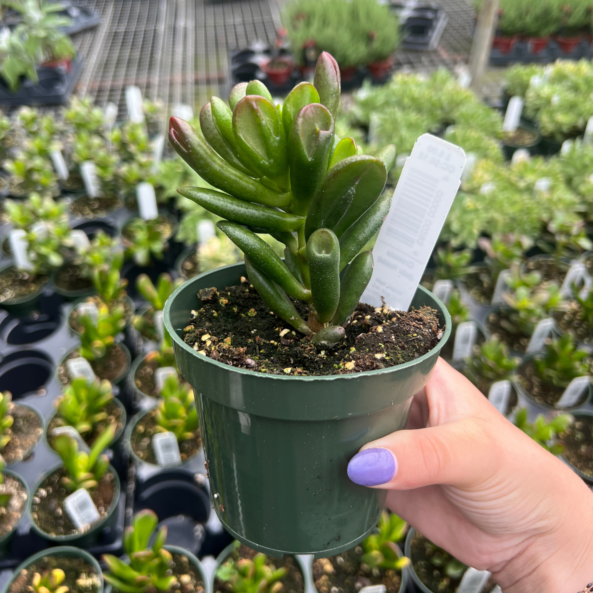 succulent plants jade Crassula Jade Portulacea 'Hobbit'