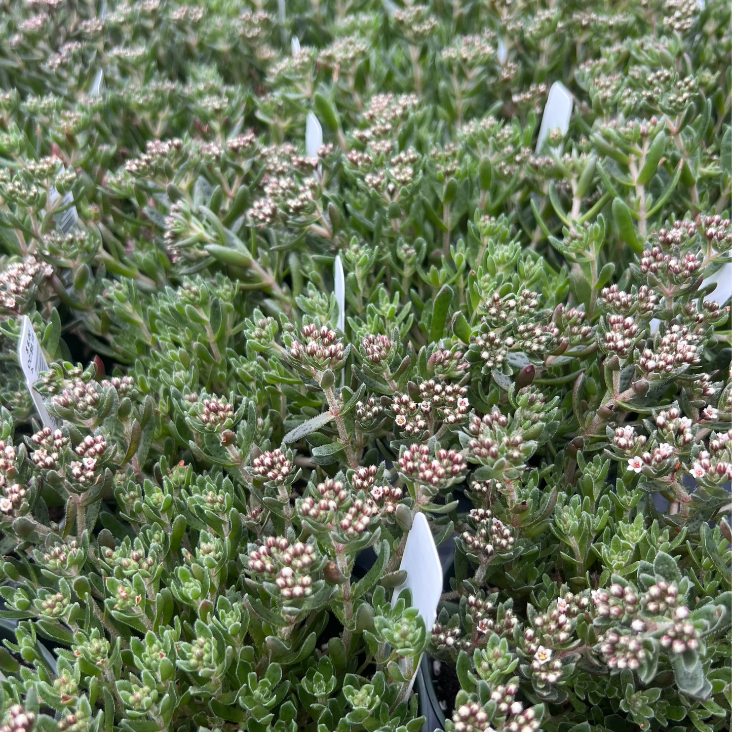 Crassula exilis 'picturata'