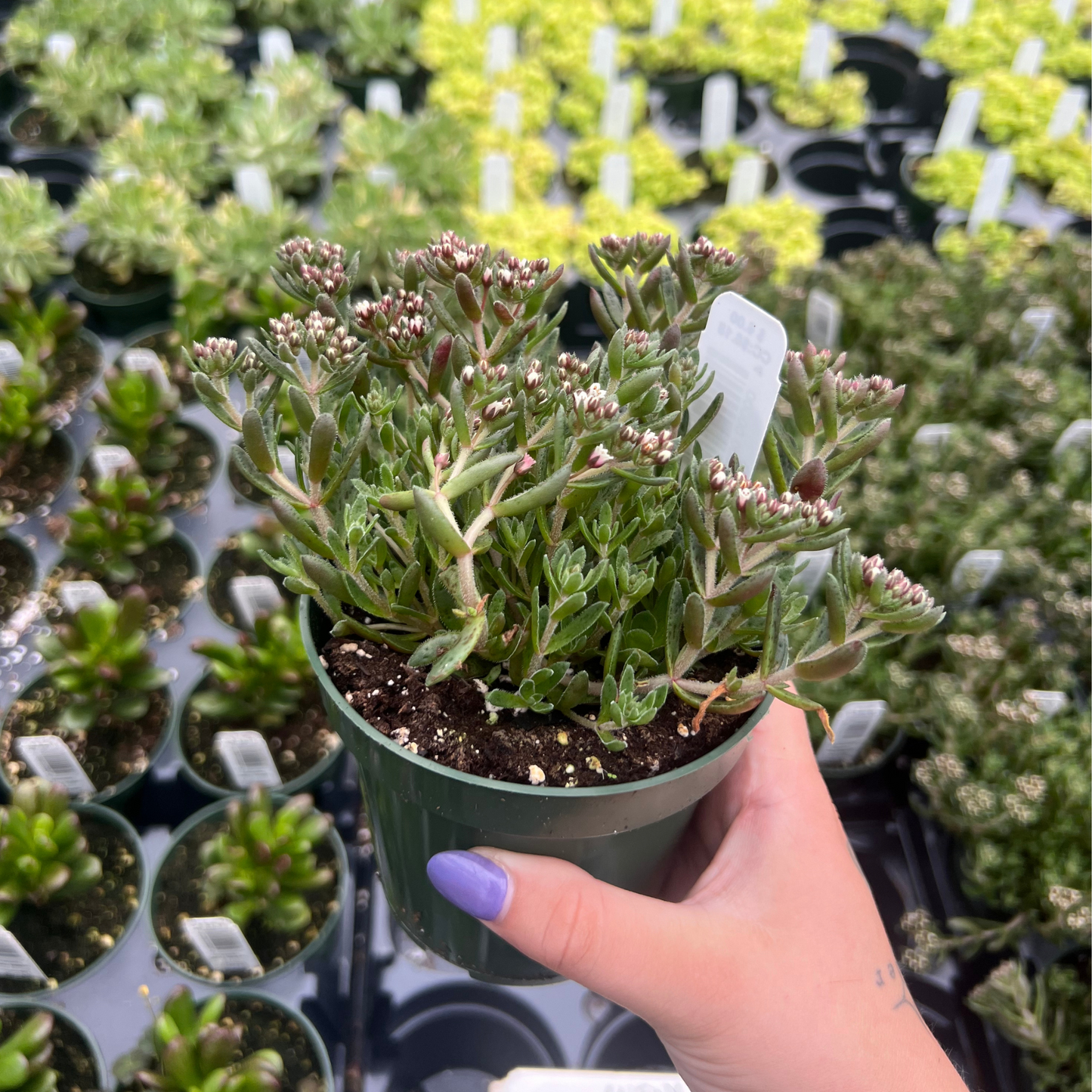 Crassula exilis 'picturata'