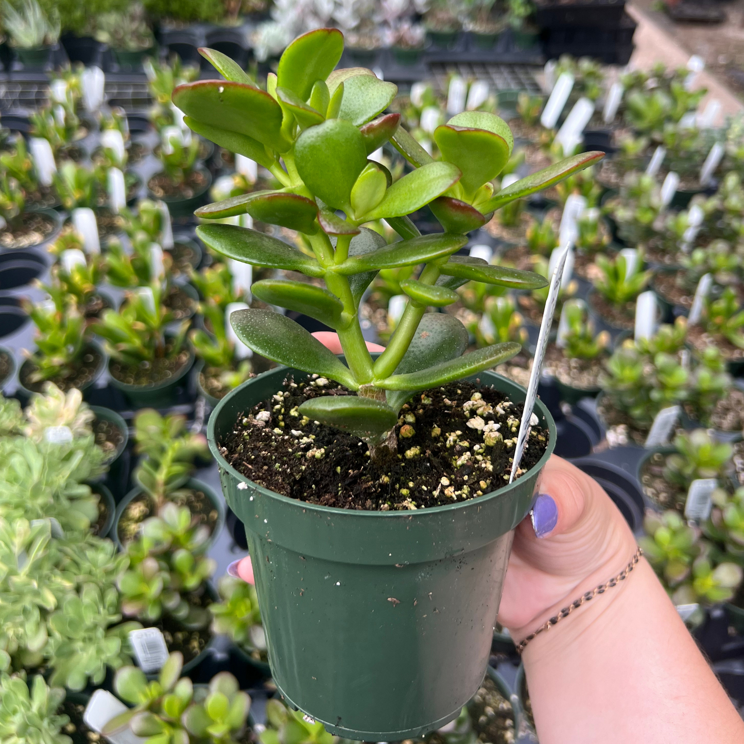 Crassula Mini Jade