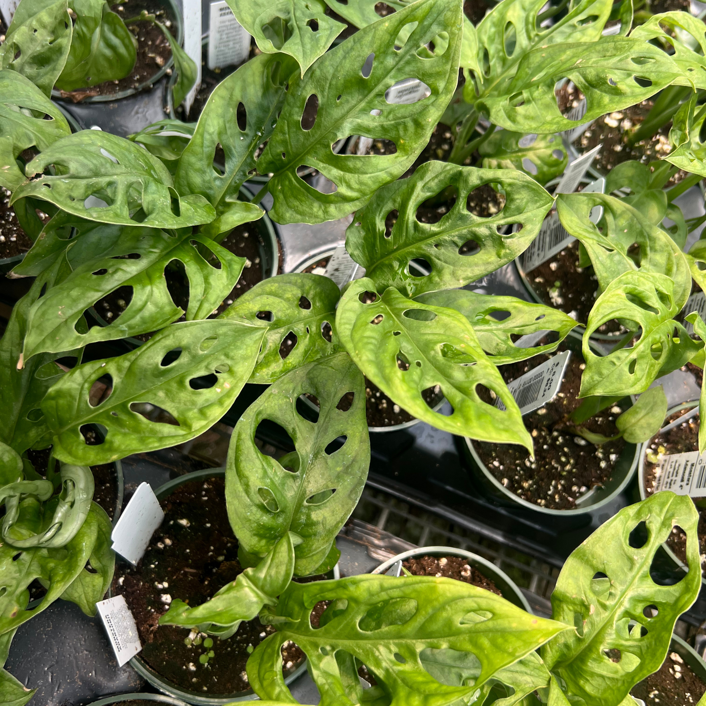 Monstera adansonii