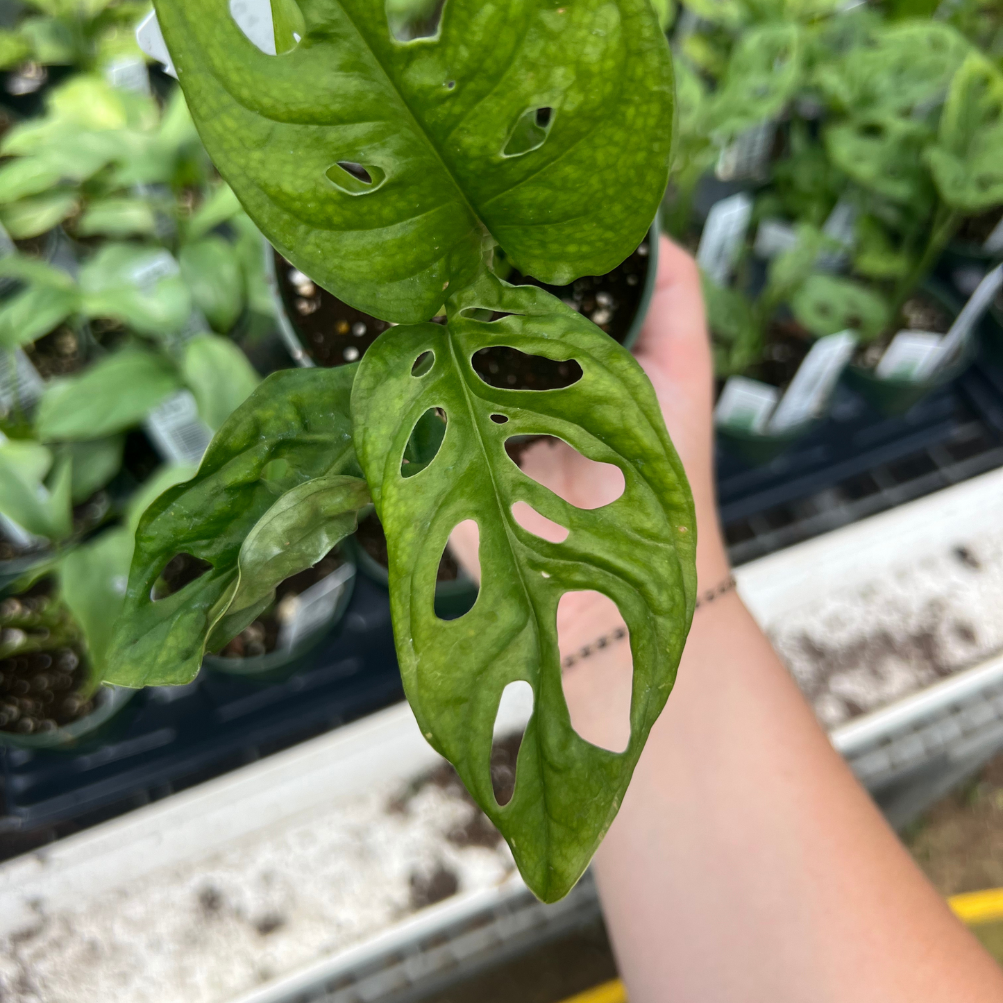 Monstera adansonii
