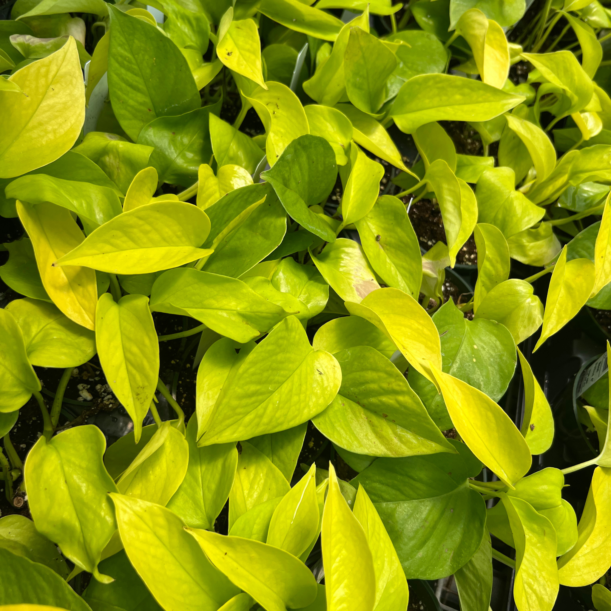 pothos neon Pothos