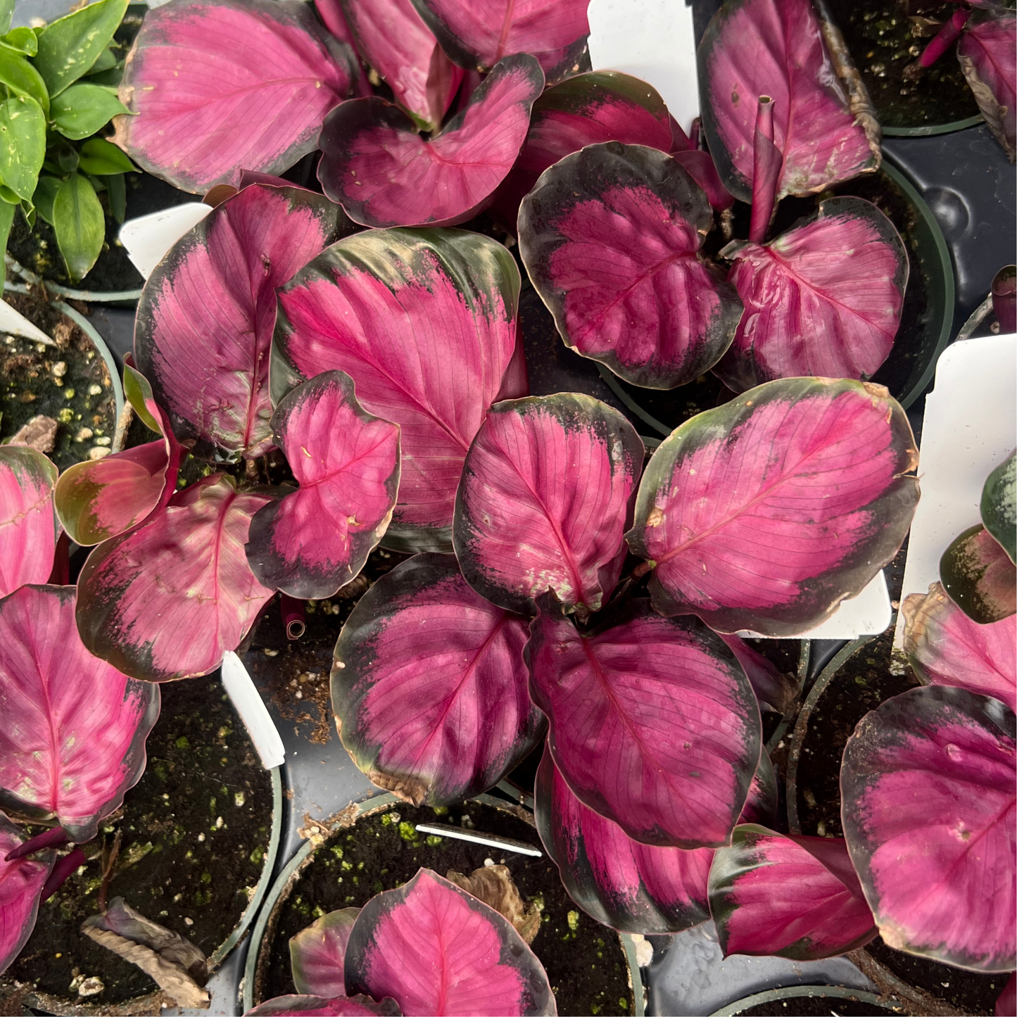 Calathea roseopicta 'Purple Rose'