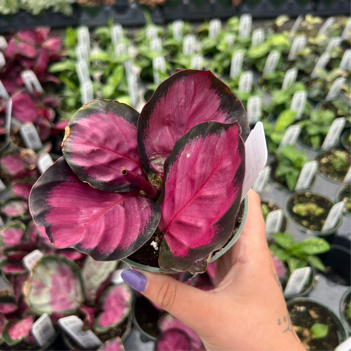 Calathea roseopicta 'Purple Rose'