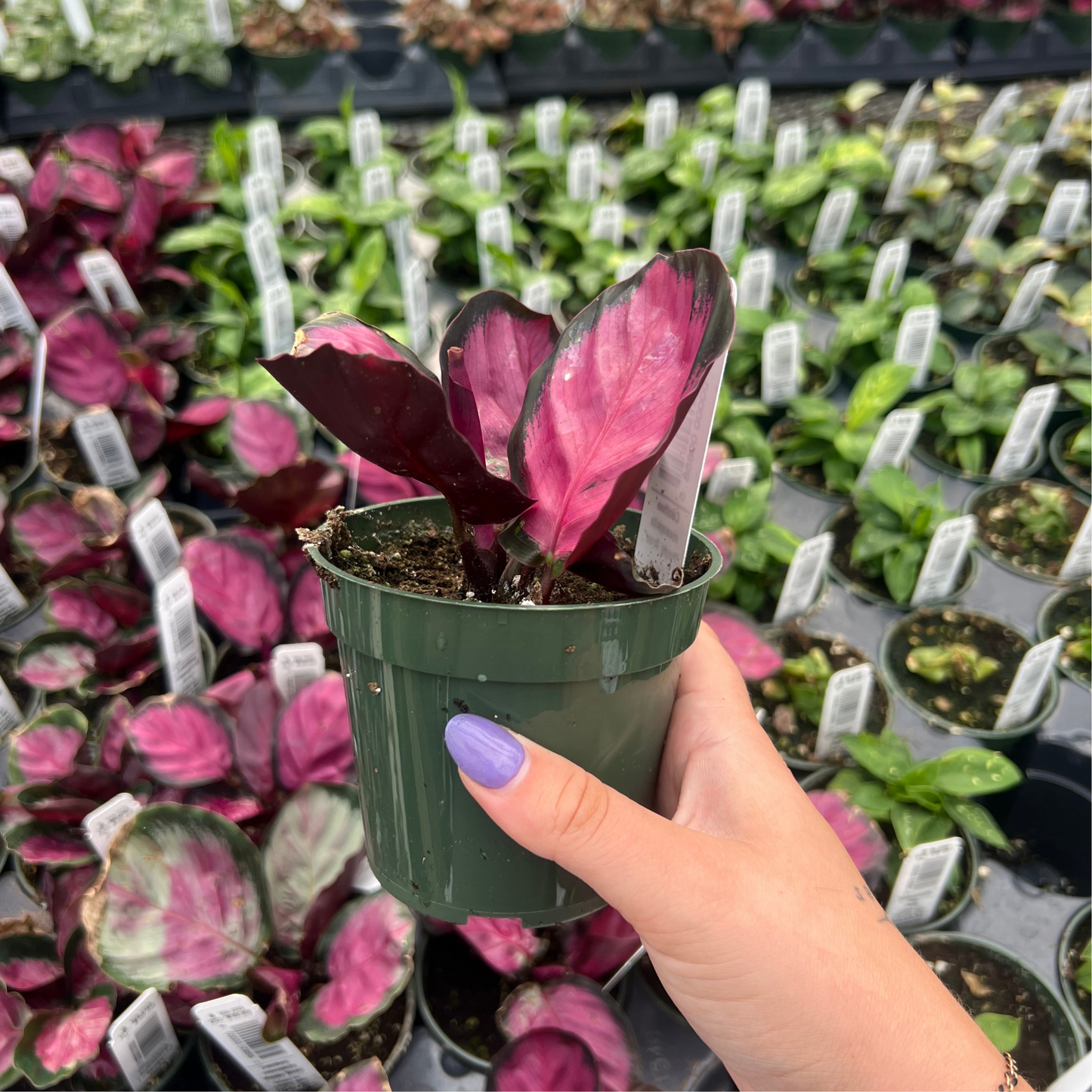 Calathea roseopicta 'Purple Rose'
