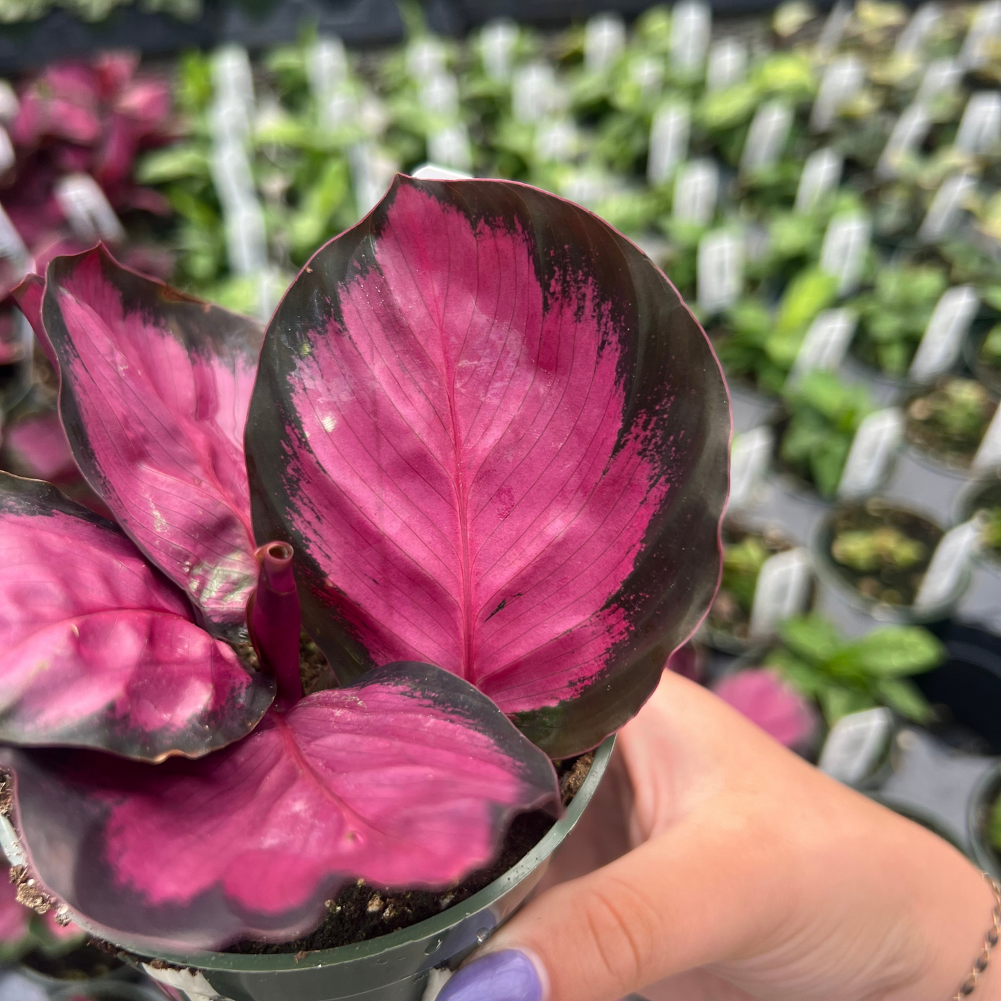 Calathea roseopicta 'Purple Rose'