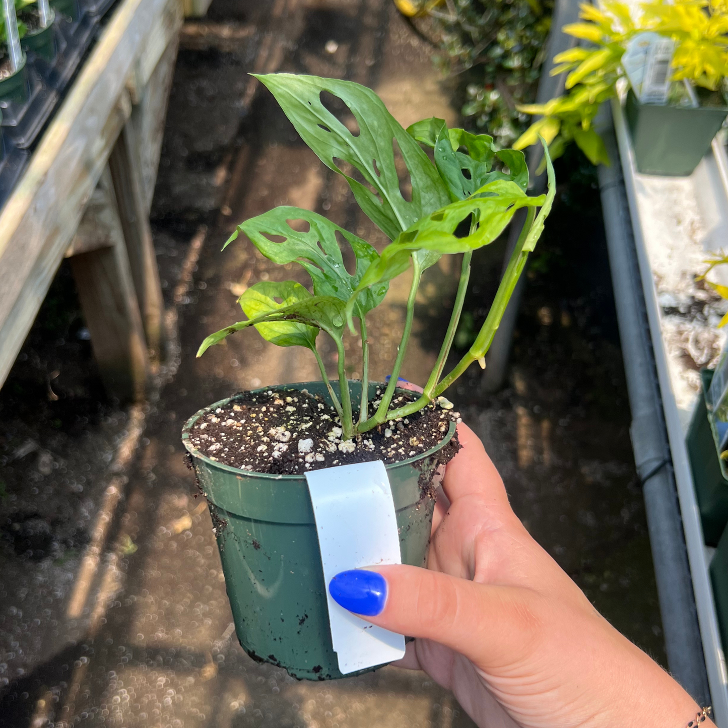 Monstera esqueleto