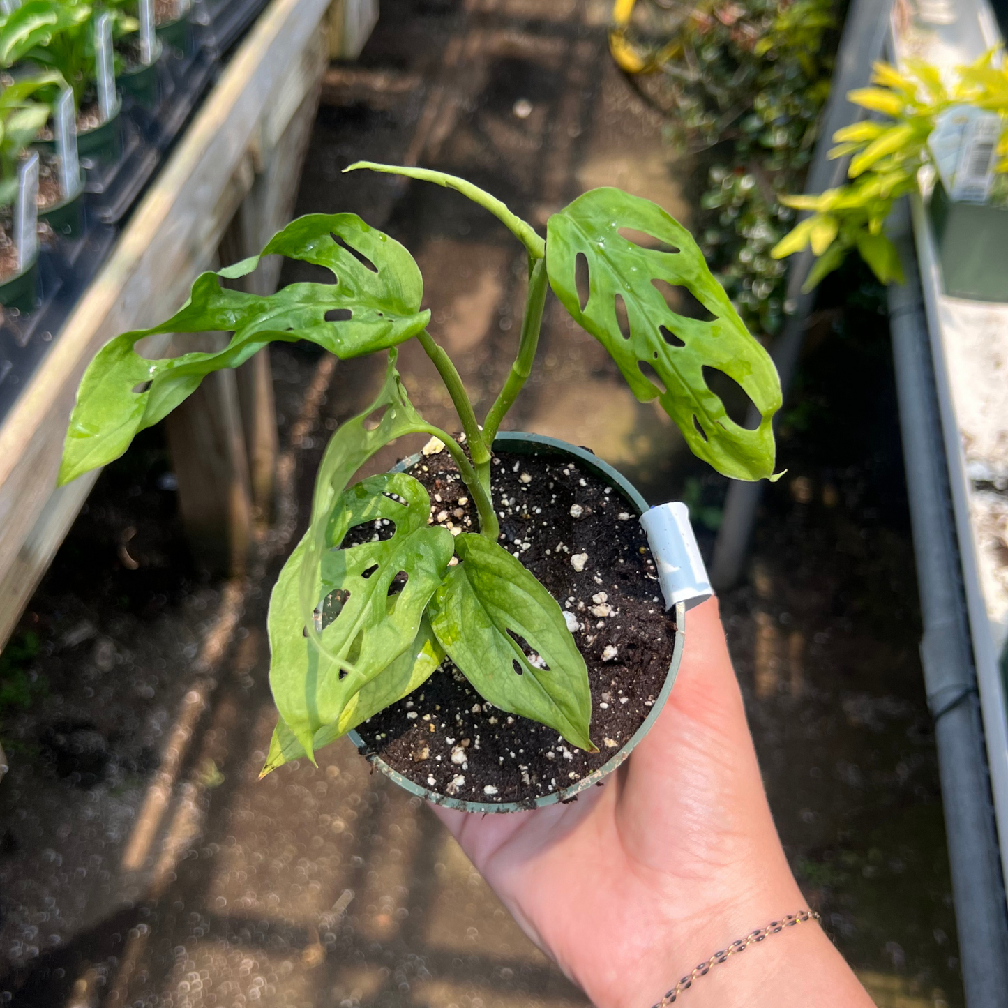 Monstera esqueleto