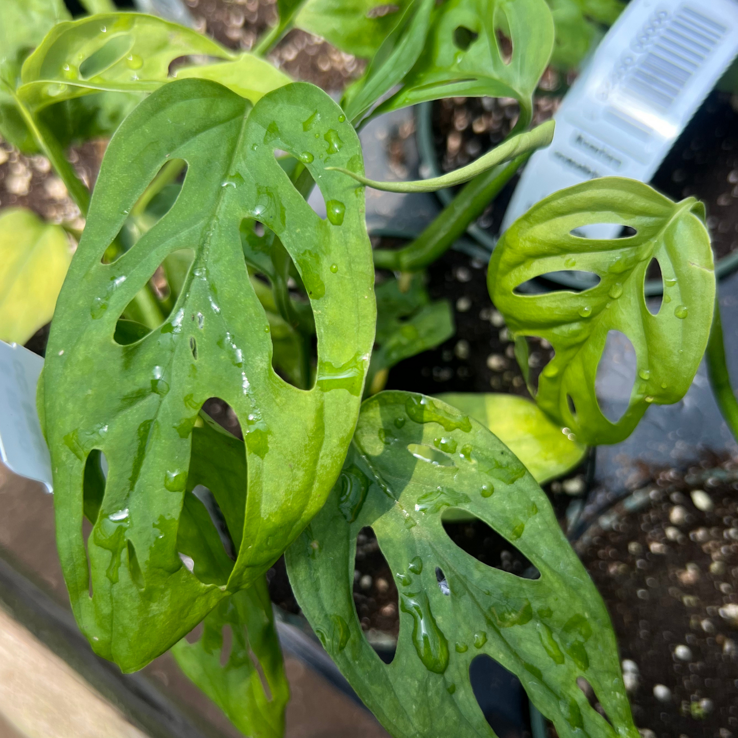 Monstera esqueleto