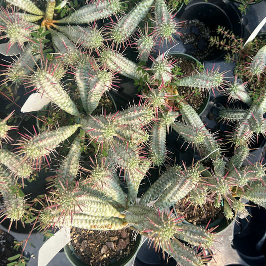 Euphorbia Mammillaris Variegata