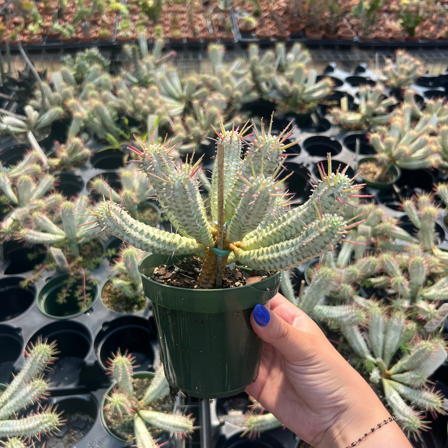 Euphorbia Mammillaris Variegata