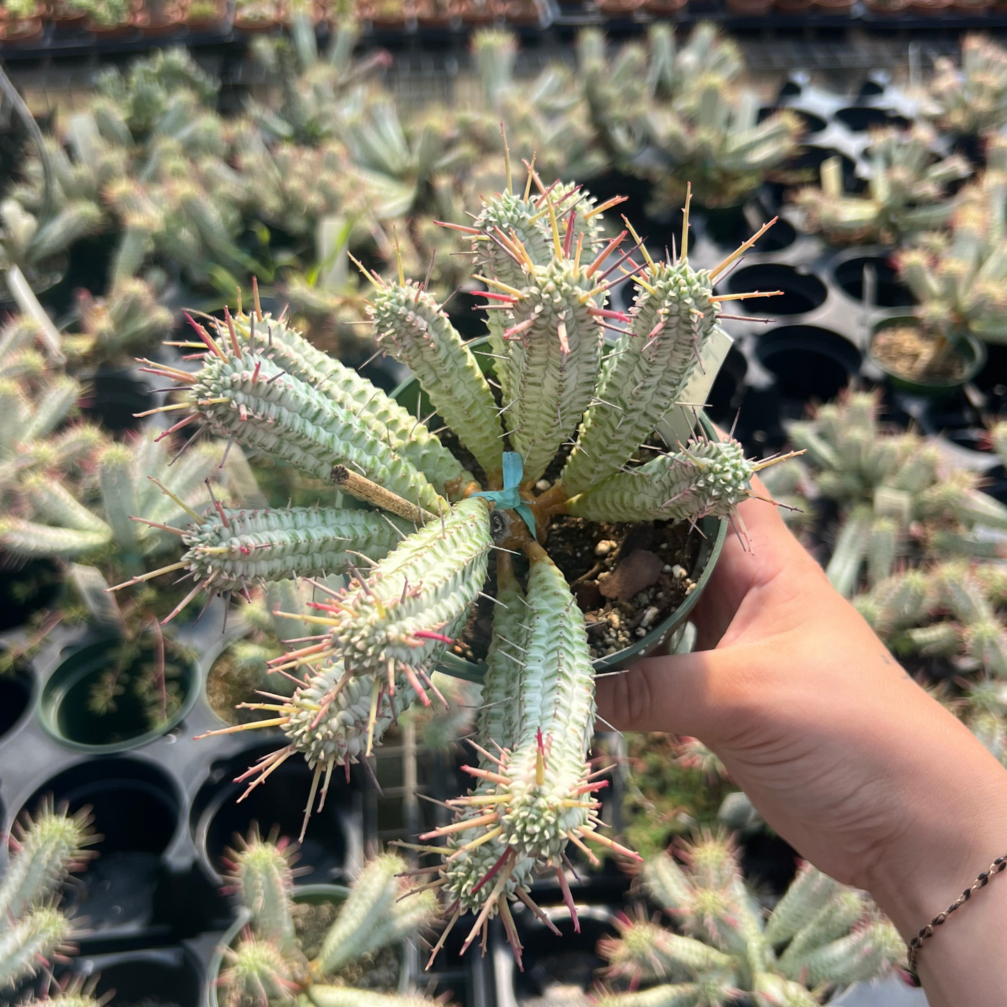 Euphorbia Mammillaris Variegata