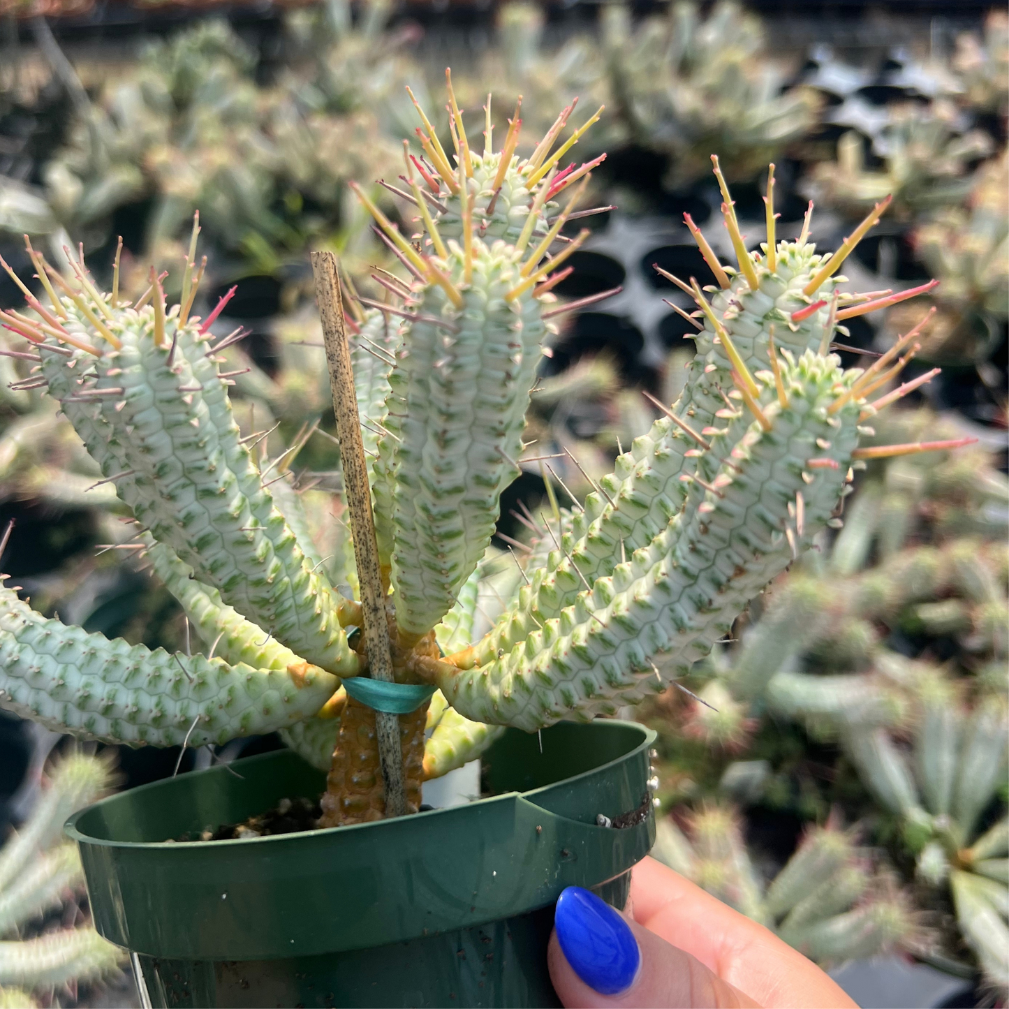 Euphorbia Mammillaris Variegata