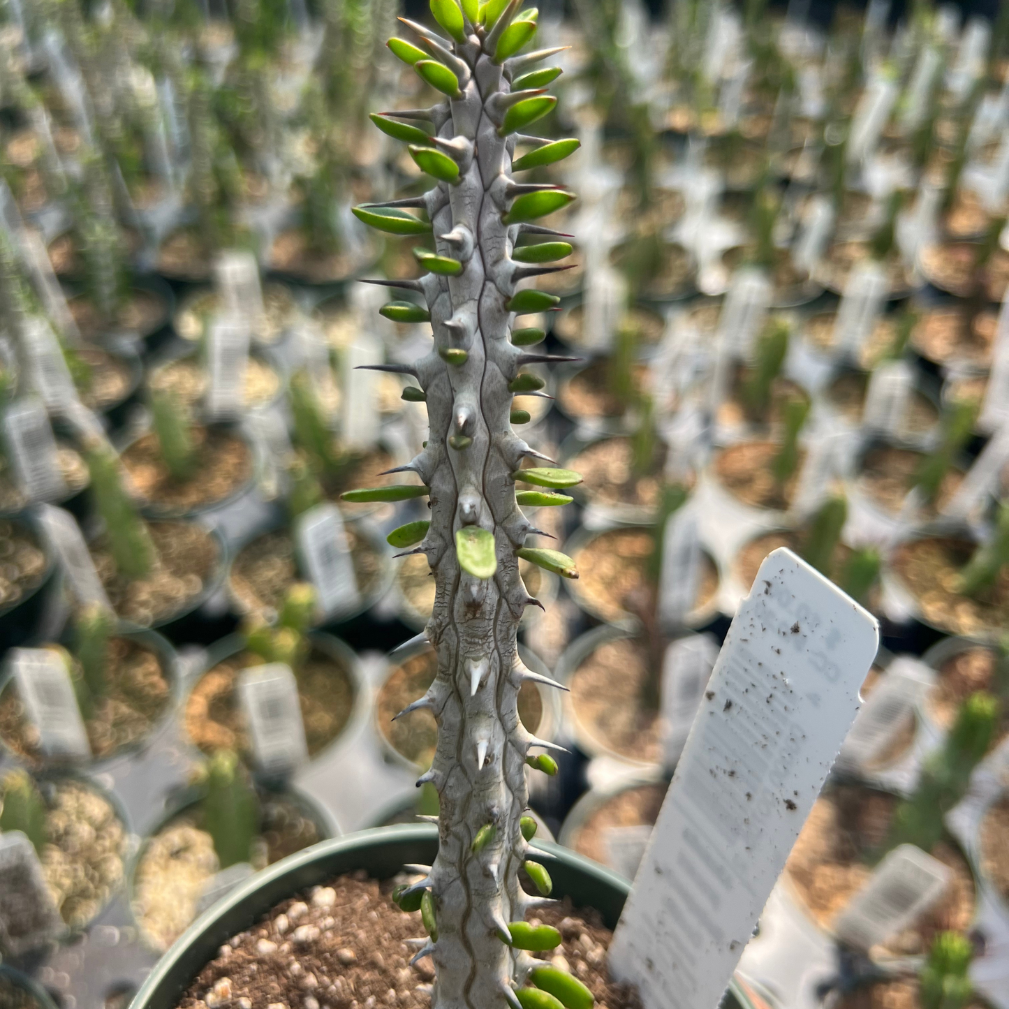 Madagascar Ocotillo
