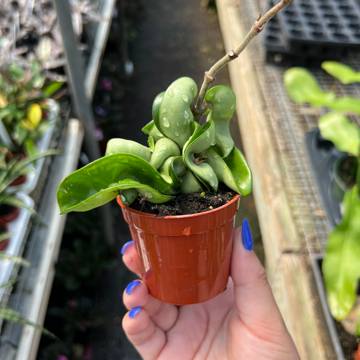 Hoya carnosa 'Compacta Rope'