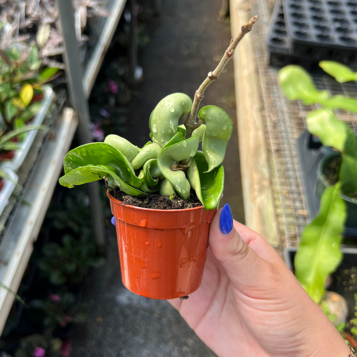 Hoya carnosa 'Compacta Rope'