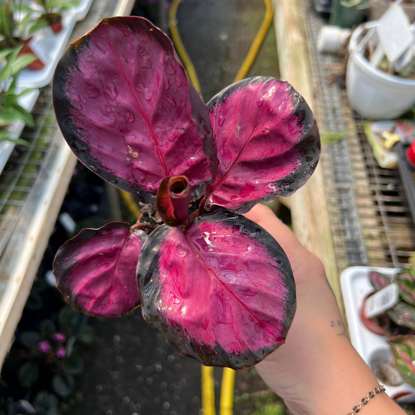 Calathea roseopicta 'Purple Rose'