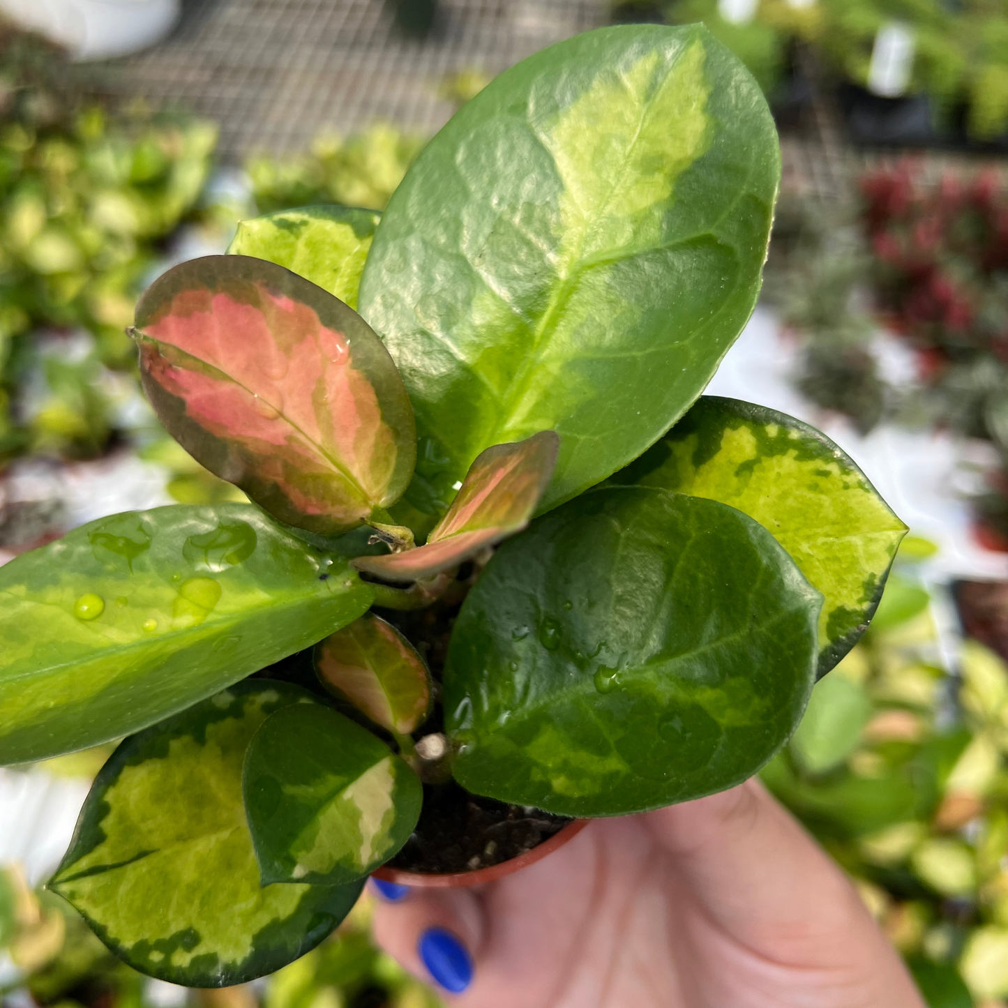 Hoya australis 'Lisa'
