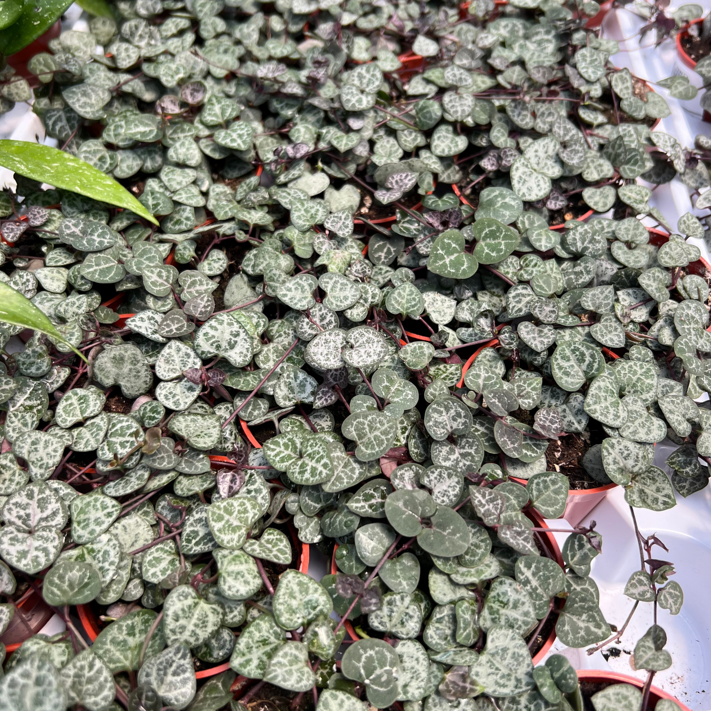 Ceropegia woodii 'String of Hearts'