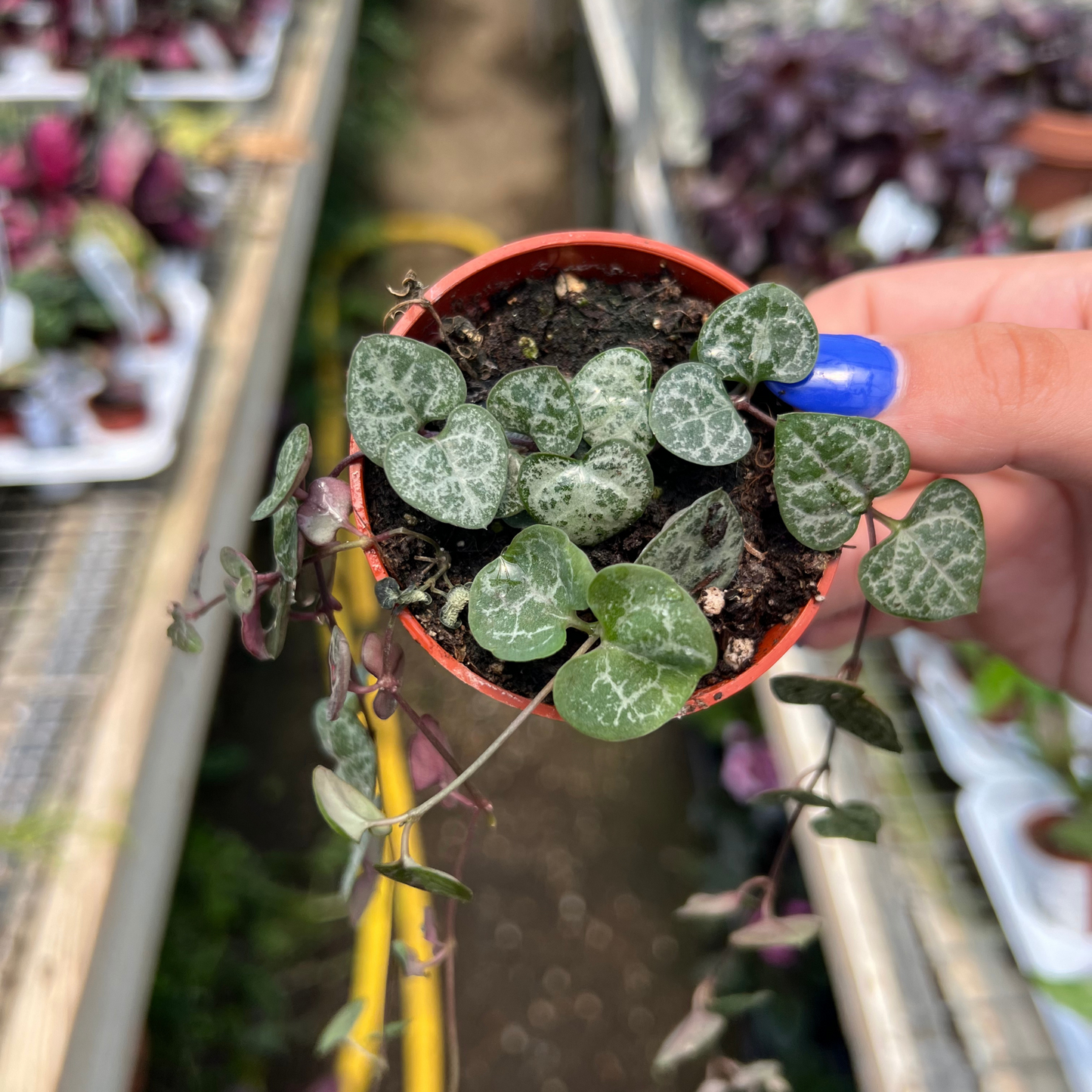 Ceropegia woodii 'String of Hearts'