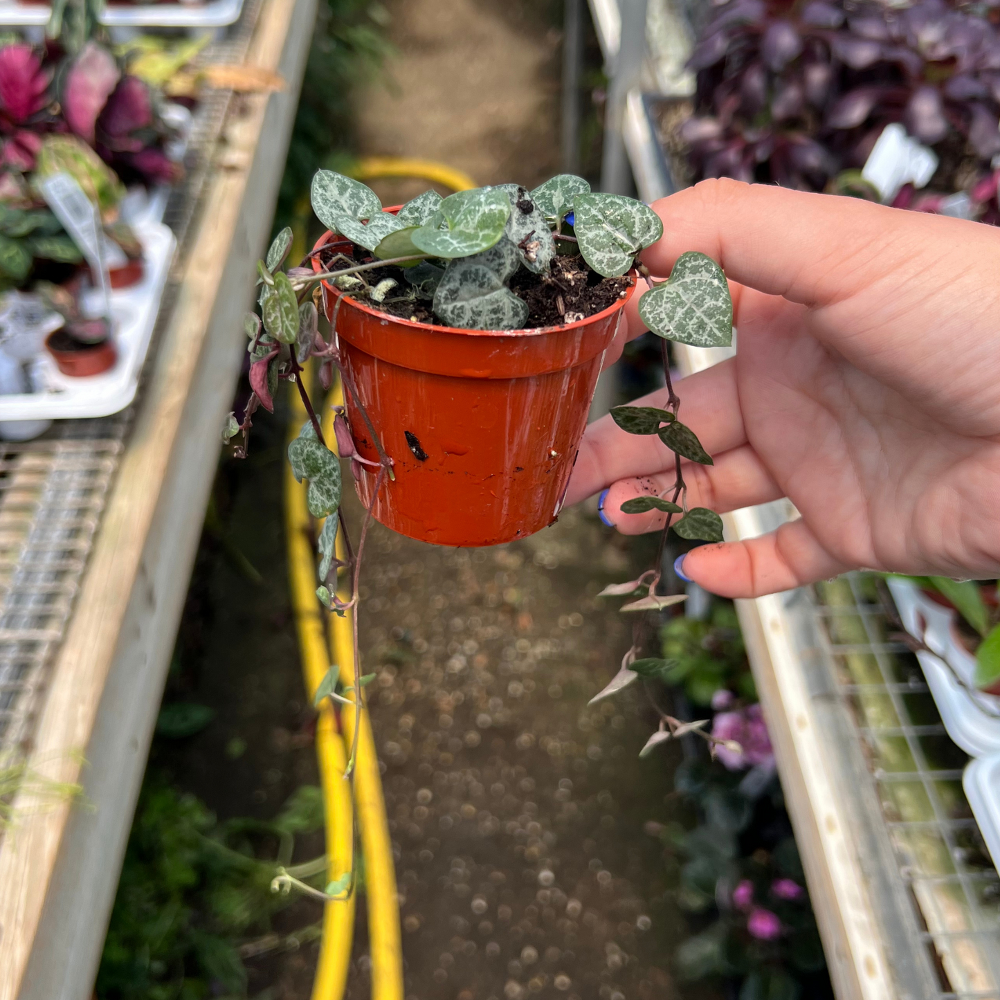 Ceropegia woodii 'String of Hearts'